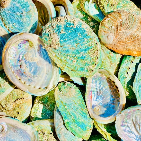 10 Small pcs Abalone Shell Australia SeaShell Rainbow Green Red Pearl Polished - Picture 1 of 7